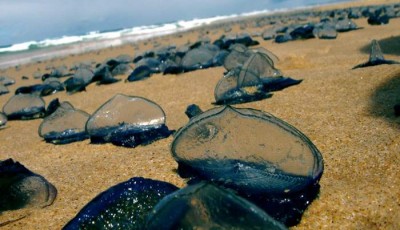 velella velella